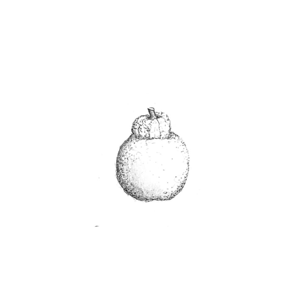 DIANA : Sumo Citrus : $250