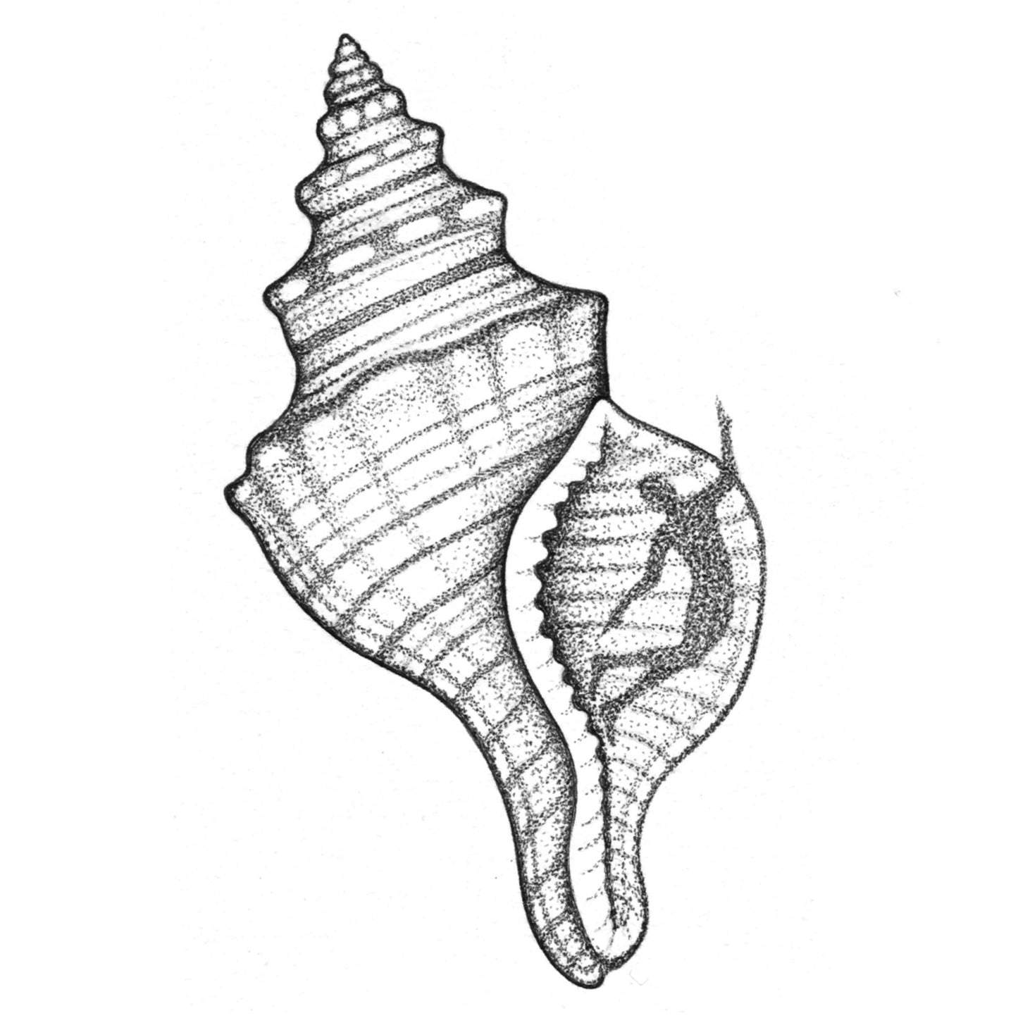 LAYNE : Repeating Shell Spirit : $475