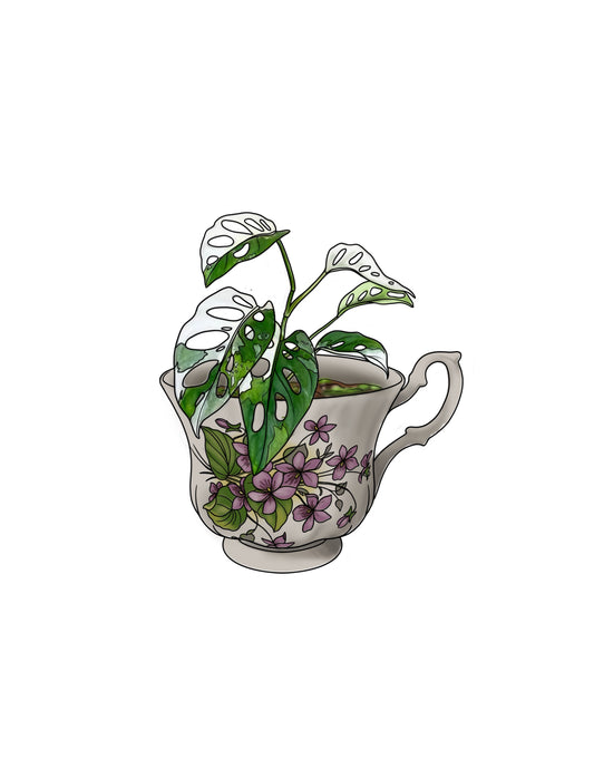 STEPHEN : Monstera Obliqua Teacup : $750+