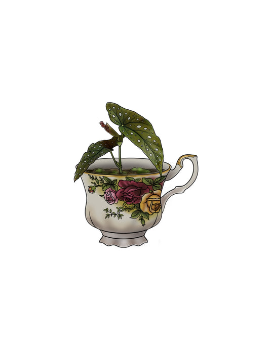 STEPHEN : Begonia Maculata Teacup : $750+