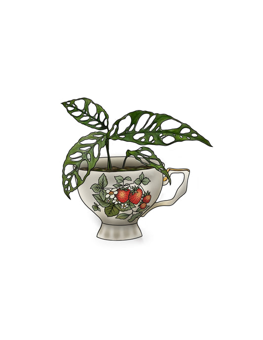 STEPHEN : Variegated Adansonii Teacup : $750+