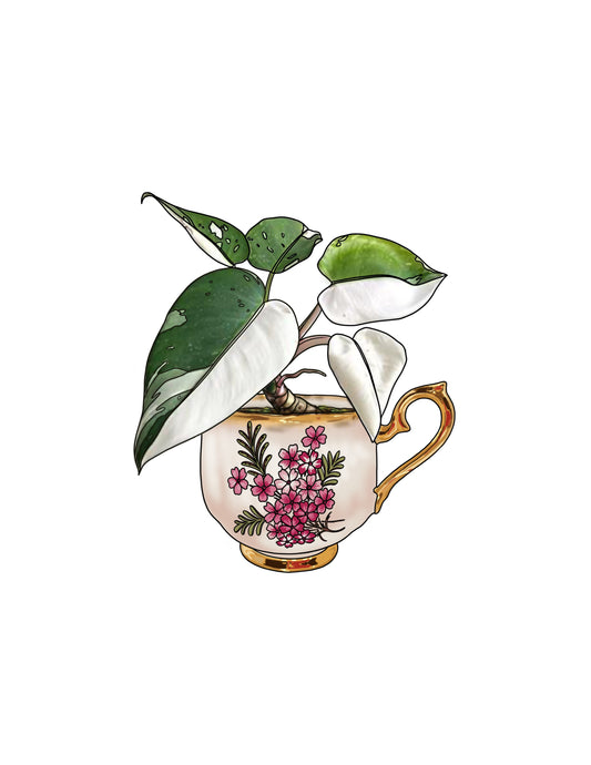 STEPHEN : Philodendron White Knight Teacup : $750+