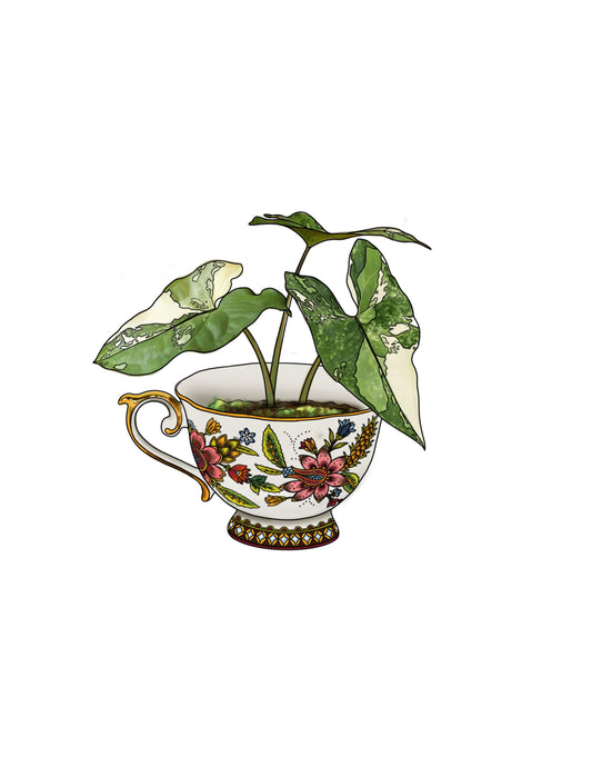 STEPHEN : Syngonium Albo Teacup : $750+