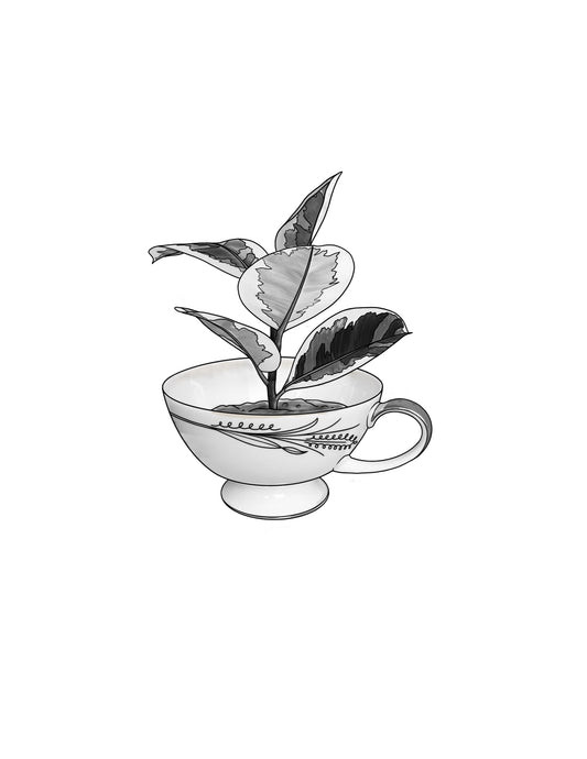 STEPHEN : Ficus Tineke Teacup : $500+