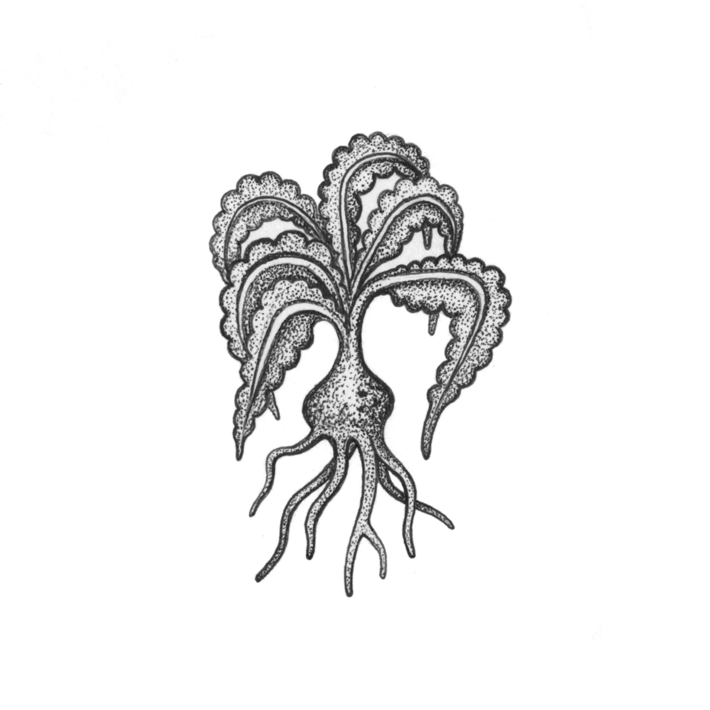 LAYNE : Voynich Mystery Plant 2 : $225