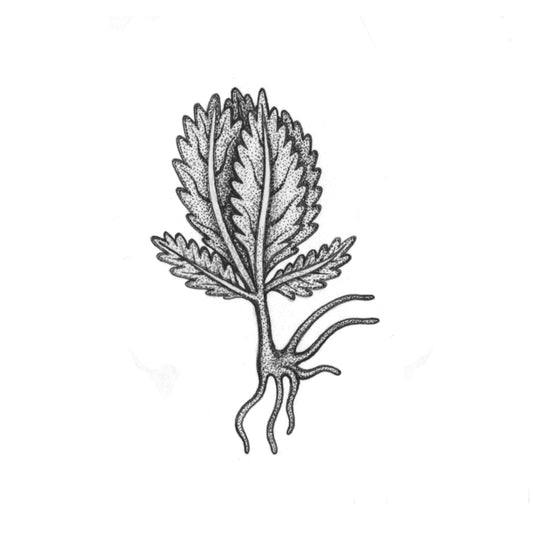 LAYNE : Voynich Mystery Plant 3 : $225