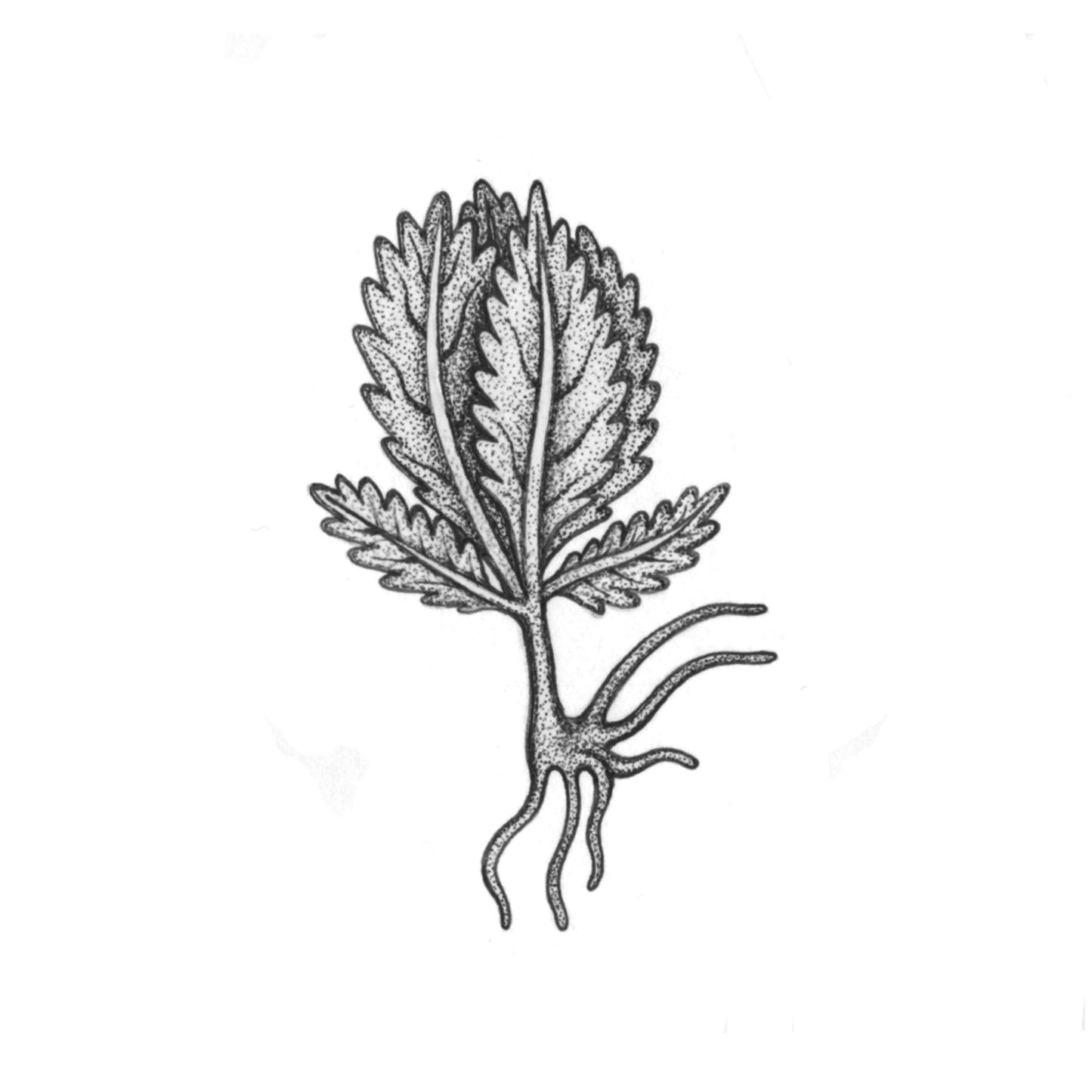 LAYNE : Voynich Mystery Plant 3 : $225