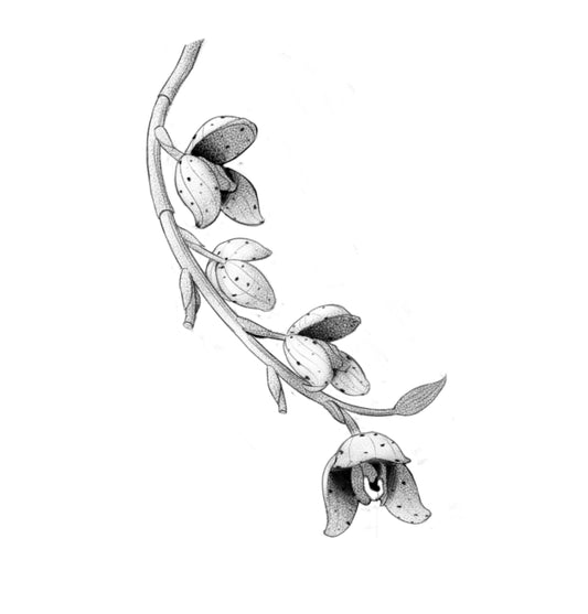 EVER : Aggression Orchids Series 2 : $700