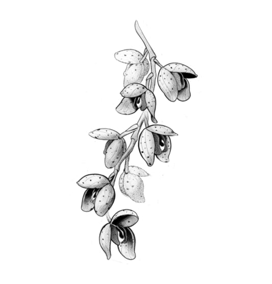 EVER : Aggression Orchids Series 1 : $900